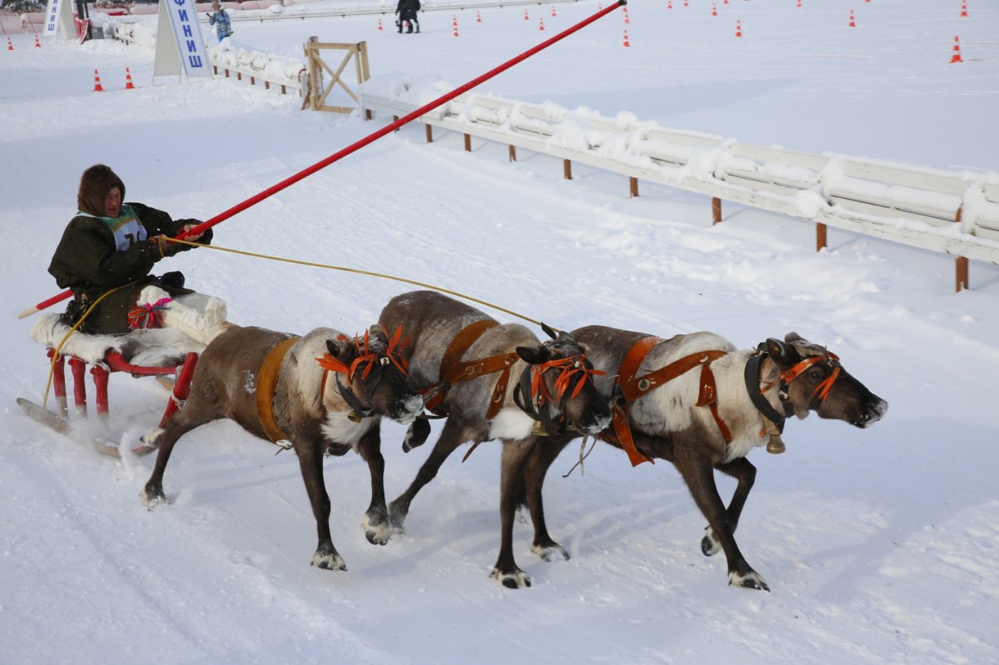 Гости «Духа огня» набросили тынзян на хорей